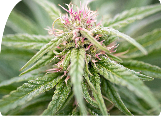 fleurs de la cannabis